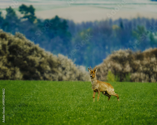 Close up of a curious roe deer standing alert in a green field during spring, looking towards the camera with a blurred background.
