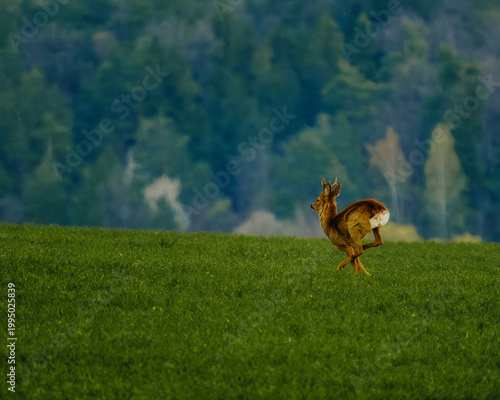 Side view of a wild roe deer buck jumping and running fast across a green meadow with a dense forest background. Dynamic wildlife capture of an animal in motion during a spring morning.