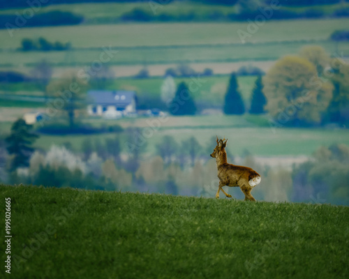 A wild roe deer standing on a green grassy hill with a blurred rural landscape and village in the background. Peaceful wildlife encounter in spring.