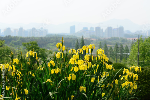 Photos Iris pseudacorus is a naturalized perennial herb in Korea thriving in wetland habitats