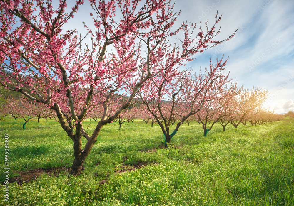 Fototapeta premium Peach Orchard in Bloom: Rows of Blossoming Trees in Spring Field