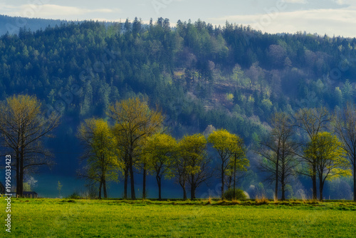 Picturesque view of a row of young green trees standing in front of a dense coniferous forest on a rolling hillside during spring.