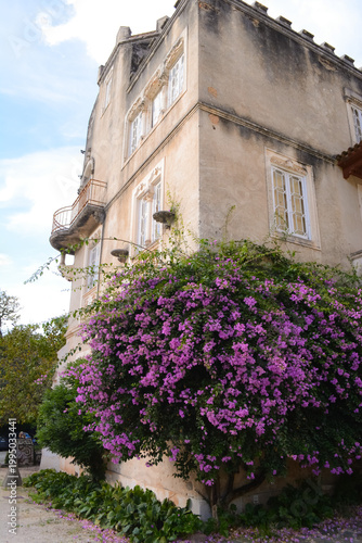 Blooming bougainvillea and vegetation in the park in front of the Busaco Palace in Portugal Coimbra region. Themes include travel, cultural heritage, and natural beauty.