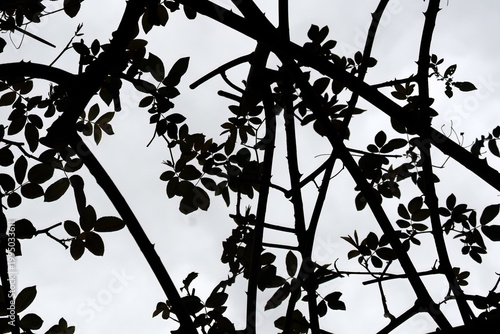 Bilde på lerret Silhouette of climbing roses growing through an arbour in spring