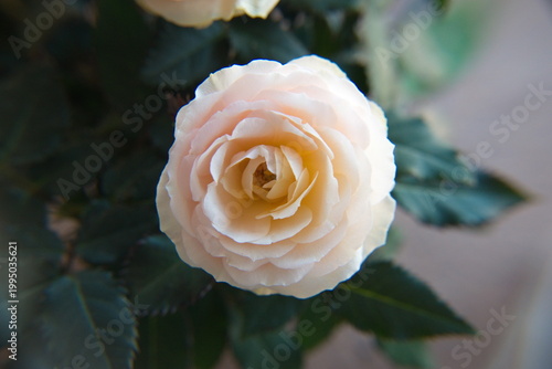 Canvas Print Creamy yellow roses,  rose bush in bloom, on creamy wooden background