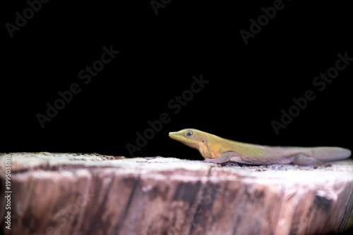 Green anole, an arboreal lizard, perched on a tree, side view