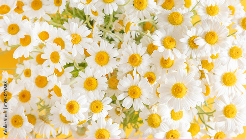 Close-up of a dense bouquet of fresh white chamomile daisy flowers on a yellow background. Full frame floral pattern, summer nature backdrop, bright spring blossom texture, herbal tea concept.