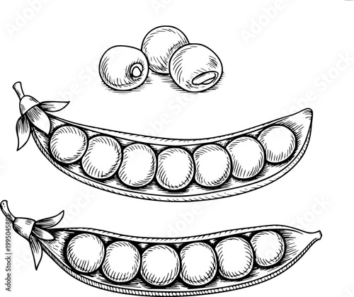 Vintage engraving style peas in pods and loose peas, isolated white legume vegetable