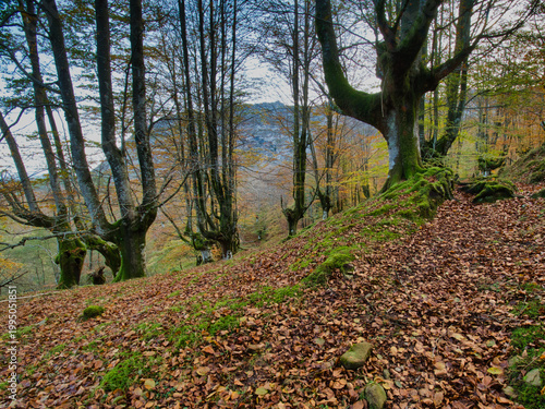 Ancient Beech Trees with Mossy Roots - Enchanting vertical view of a beech forest in autumn, with moss-covered tree trunks and gnarled roots over a ground carpeted with fallen brown leaves.
