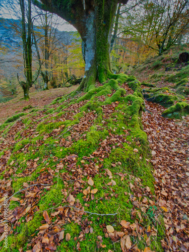 Ancient Beech Trees with Mossy Roots - Enchanting vertical view of a beech forest in autumn, with moss-covered tree trunks and gnarled roots over a ground carpeted with fallen brown leaves.