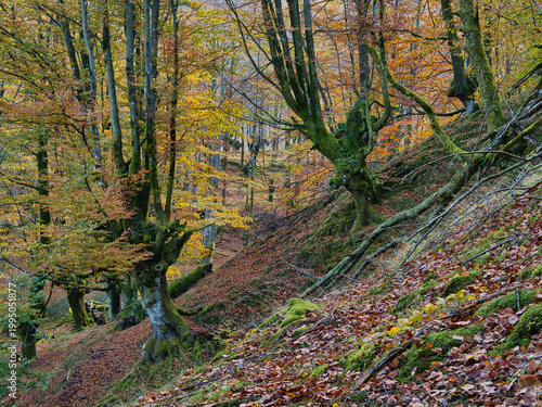 Ancient Beech Trees with Mossy Roots - Enchanting vertical view of a beech forest in autumn, with moss-covered tree trunks and gnarled roots over a ground carpeted with fallen brown leaves.