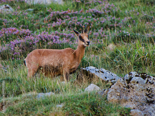 Cantabrian Chamois in Mountain Meadow - Wild Cantabrian chamois or rebeco standing alertly in a vibrant mountain meadow full of heather and green grass in Picos de Europa, Spain.