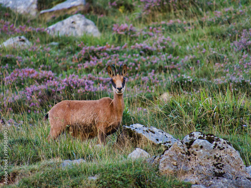 Cantabrian Chamois in Mountain Meadow - Wild Cantabrian chamois or rebeco standing alertly in a vibrant mountain meadow full of heather and green grass in Picos de Europa, Spain.