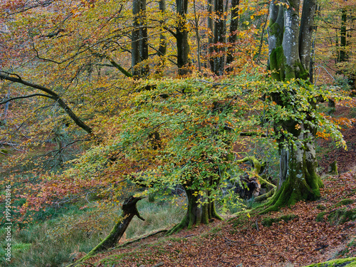 Ancient Beech Trees with Mossy Roots - Enchanting vertical view of a beech forest in autumn, with moss-covered tree trunks and gnarled roots over a ground carpeted with fallen brown leaves.