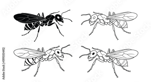 Ants' collection shows various insect silhouettes and line art drawings for detailed entomology study or educational visual presentation.