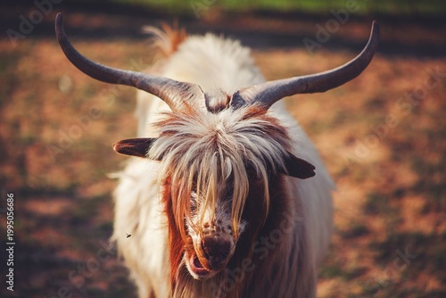 Quadro su tela Long-haired goat with impressive horns looking towards camera