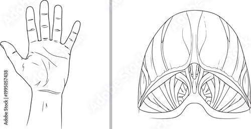 Line art illustration of a human hand with palm lines and a detailed diaphragm muscle, isolated on white background