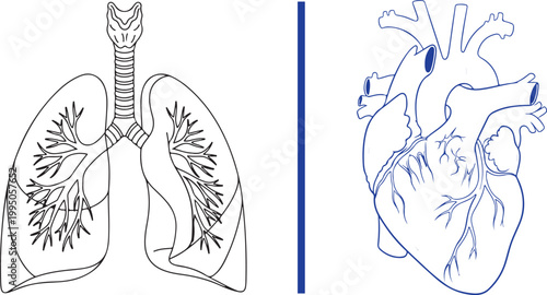 Detailed line art illustration of human lungs and heart, isolated on white background