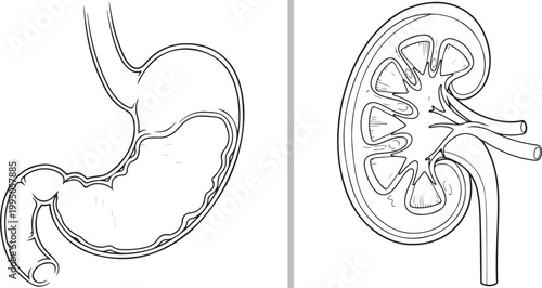 Detailed vector line art illustration of human stomach and kidney isolated on white background