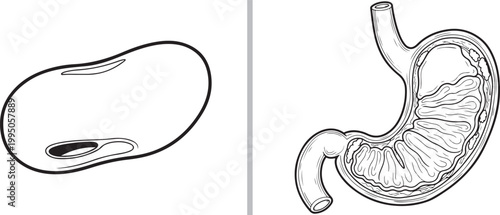 Human spleen and stomach internal organs anatomy vector illustration isolated on white background