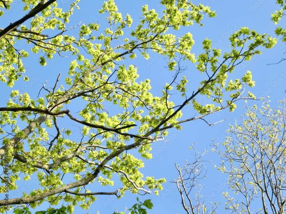 Obraz premium Fresh spring leaves and catkins against a clear blue sky background