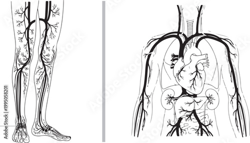 Black and white medical illustration of the human circulatory system, detailing veins and arteries in the legs and upper body