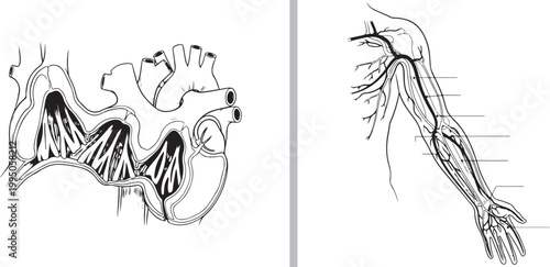Human heart cross-section and arm circulatory system line art illustration isolated on white background