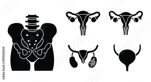 Anatomical illustration of the female reproductive system in black silhouette