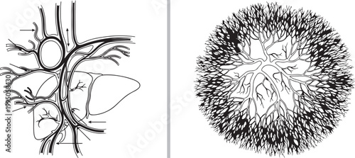 Detailed medical illustration of human liver and gallbladder anatomy alongside an abstract organic fractal branching pattern vector on white background