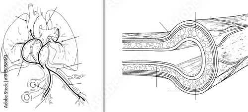 Detailed human circulatory system and blood vessel cross-section line art illustration isolated on white background