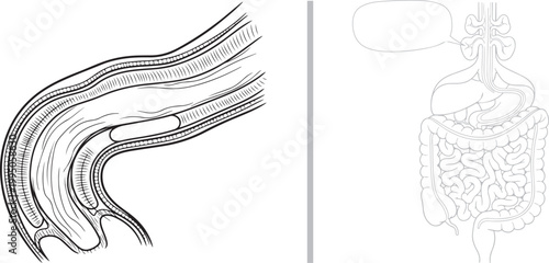 Human digestive system anatomy illustration with detailed organ cross-section isolated on white background