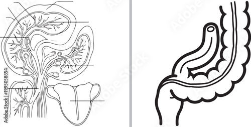 Vector illustration of anatomical digestive system and internal organs with blank labels isolated on white background