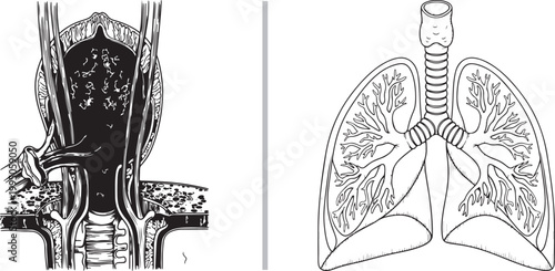 Black and white line art illustration of human respiratory system lungs and larynx isolated on white background