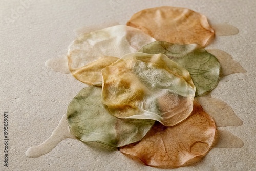 A large organic crust on a wet, translucent, disc-shaped stone with a layered texture