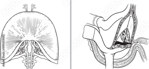 Anatomical line drawing illustration of human respiratory diaphragm and pelvic floor isolated on white background