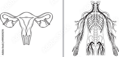 Vector line art illustration of female reproductive system and human nervous system isolated on white background