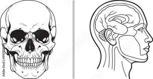 Vector illustration of human skull frontal view and head profile with brain anatomy diagram isolated on white background