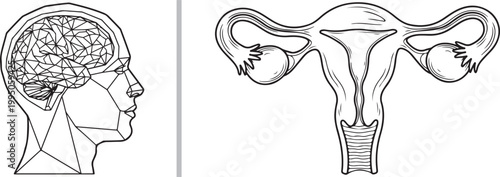 Vector line art of a geometric human brain and female reproductive system anatomy isolated on white background