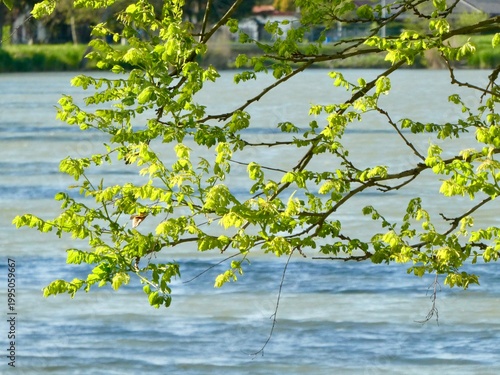Scenic view of bright green foliage with a blurred water background