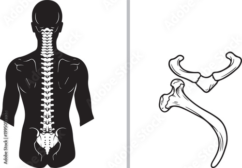 Human spine vertebrae silhouette and shoulder joint bone anatomy vector illustration isolated on white background