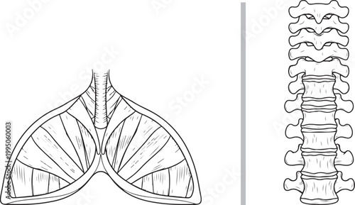 Anatomical illustration of human spine vertebrae and diaphragm line art isolated on white background