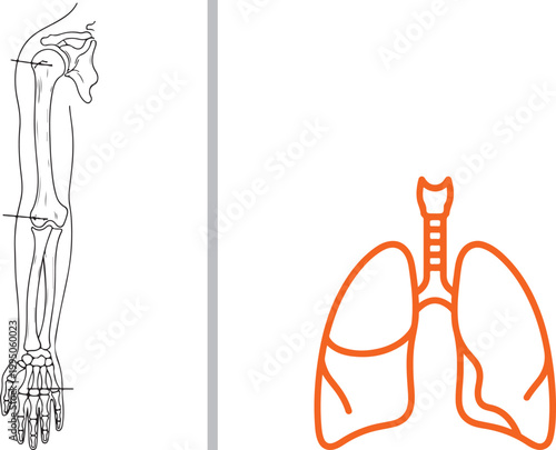 Human arm skeletal anatomy and orange lung respiratory system vector illustration isolated on white background