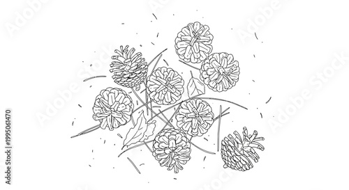 A line drawing of dandelion flowers.