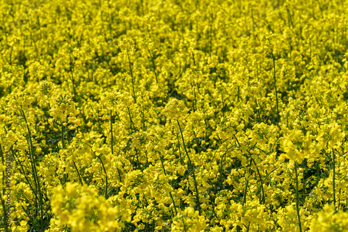 Tranquil rural landscape featuring luminous yellow crop and active pollinators