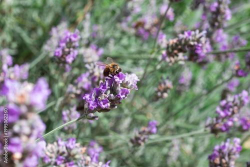 Bee on lavender flowers purple texture closeup background 
