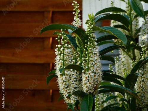 Blooming Cherry Laurel with white flower spikes in front of a wooden fence