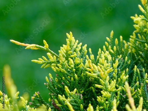 Close-up of vibrant yellow-green Thuja occidentalis tips in spring
