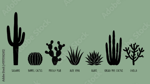 A collection of diverse desert plant silhouettes including saguaro, barrel cactus, prickly pear, aloe vera, agave, organ pipe cactus, and cholla.