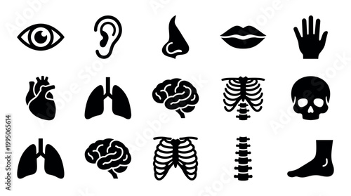 Set of black human anatomy icons showing various body parts and internal organs like the brain, heart, lungs, and skeleton for medical or scientific illustrations
