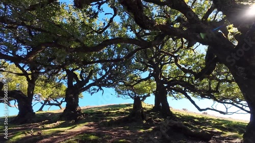 Fanal Forest on Madeira, showing sunlight filtering through the twisted branches of ancient laurel trees. The scene captures the mystical atmosphere of this UNESCO-listed laurel forest